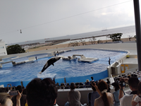 シーワールド1